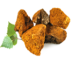 Chaga