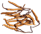 Cordyceps