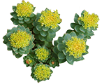 Rhodiola